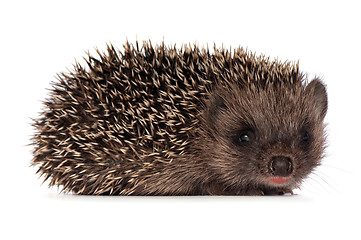 Image showing Small hedgehog