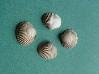 Image showing FOUR SHELLS
