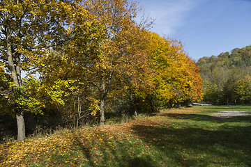 Image showing landscape with row of trees in autumn