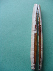 Image showing RAZOR SHELL