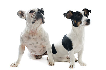 Image showing french bulldog and jack russel terrier