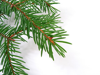Image showing spruce