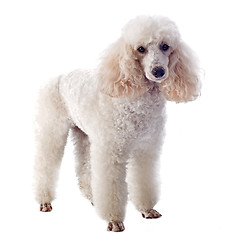 Image showing white poodle 