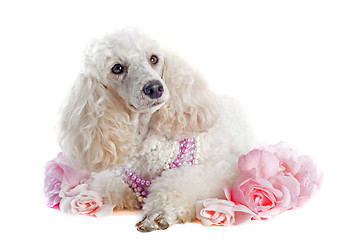 Image showing poodle with roses