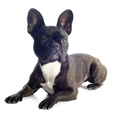 Image showing french bulldog 