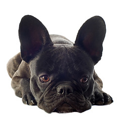 Image showing french bulldog 