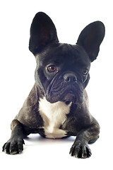 Image showing french bulldog 