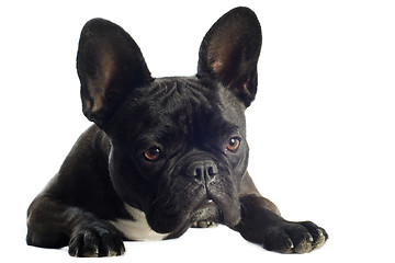 Image showing french bulldog 