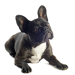 Image showing french bulldog 