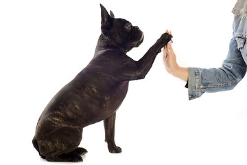 Image showing french bulldog and paw