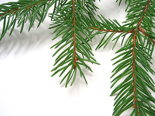 Image showing spruce