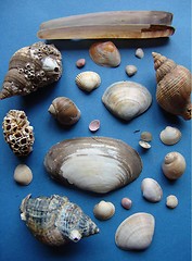 Image showing SELECTION  OF SHELLS