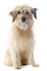 Image showing Pyrenean sheepdog 