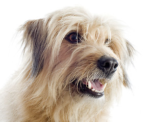 Image showing Pyrenean sheepdog 