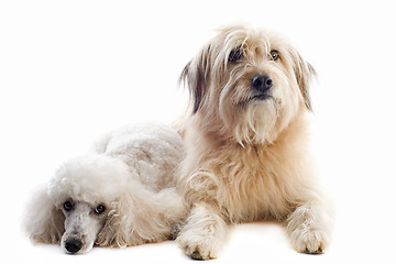 Image showing two dogs