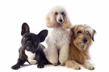 Image showing three dogs