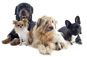 Image showing five dogs