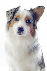 Image showing australian shepherd