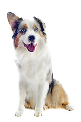 Image showing australian shepherd