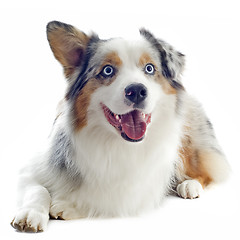 Image showing australian shepherd