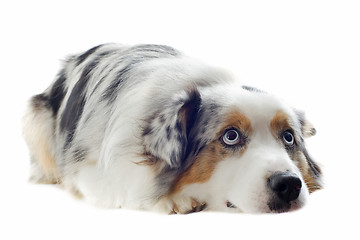 Image showing australian shepherd