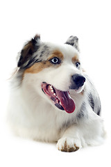 Image showing australian shepherd