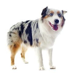 Image showing australian shepherd