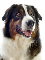 Image showing australian shepherd