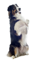 Image showing australian shepherd