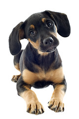 Image showing puppy doberman