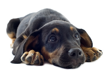 Image showing puppy doberman