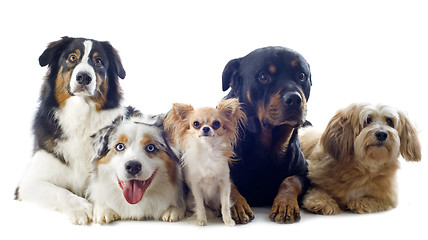 Image showing five dogs