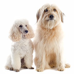 Image showing poodle and pyrenean sheepdog