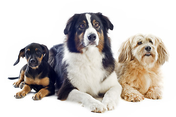 Image showing three dogs