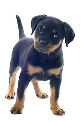 Image showing rottweiler