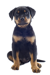 Image showing puppy rottweiler