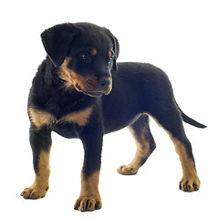 Image showing rottweiler