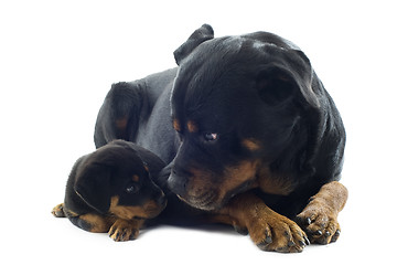 Image showing rottweilers