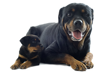 Image showing rottweilers