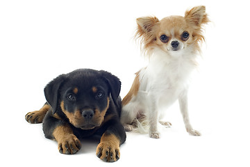Image showing puppy rottweiler and chihuahua
