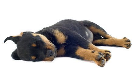 Image showing sleeping rottweiler