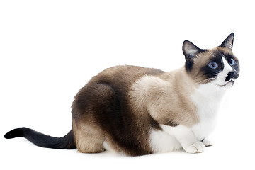 Image showing Siamese cat