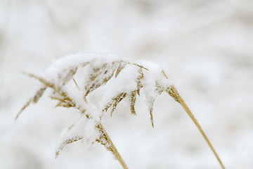Image showing Close up of dry plants in snow, meadow at winter 