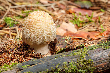 Image showing Blusher founded in summer forrest