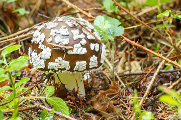 Image showing agaric poisonous mushroom