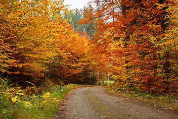 Image showing autumn road in forrest