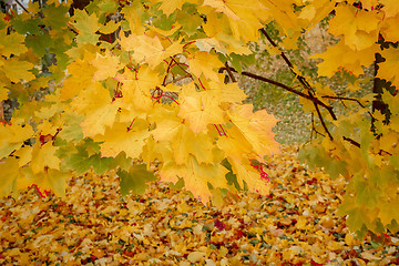 Image showing detail of maple tree in park in autumn 