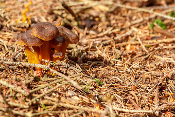 Image showing Mushrooms founded in summer forrest