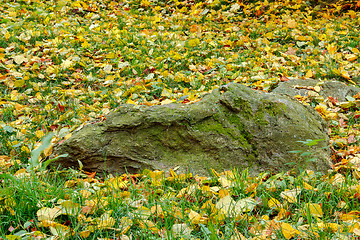 Image showing Fall orange and red autumn leaves on green ground