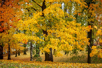 Image showing Maple tree in park in autumn 